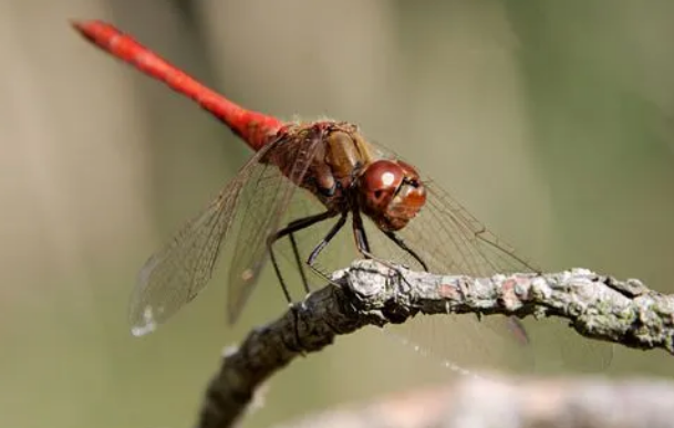 认识食肉动物蜻蜓——大自然的灭蚊神器！